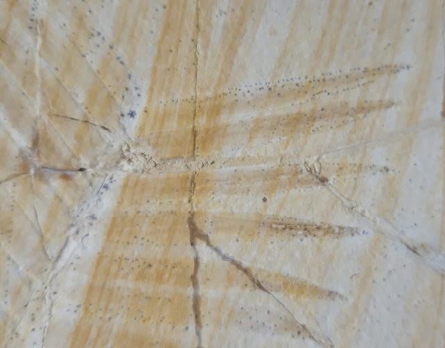 Zamites feneonis BRONGNIART - Bild &copy; FossNet FossilienStore